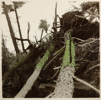 Fallen Pines (03414/238) by Judy Gouin vendu pour $63