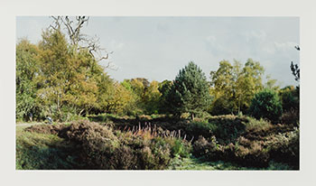 Reclaimed Heathland, West Heath by Scott McFarland