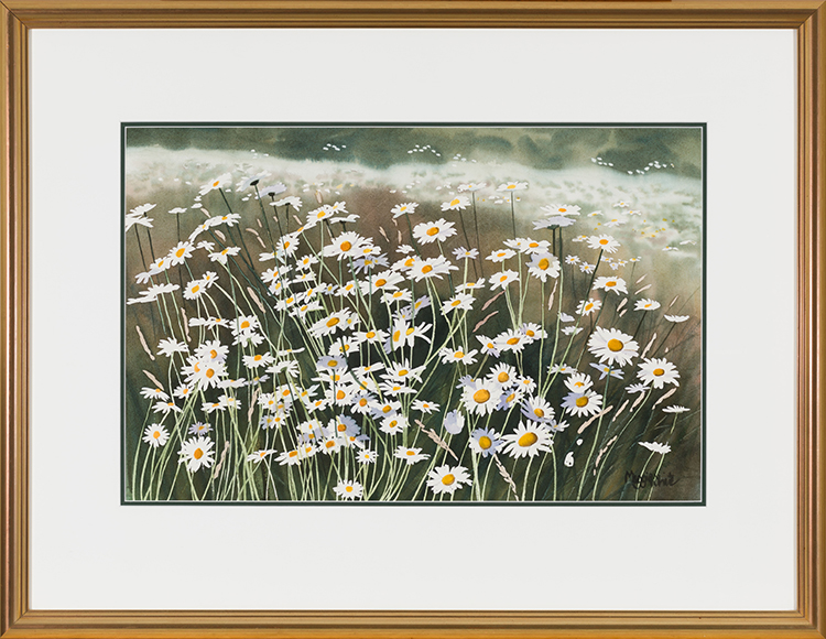 Meadow of Daisies by Maggie White