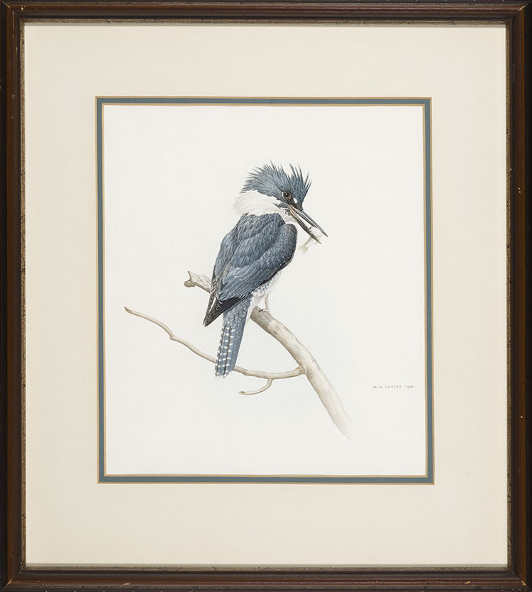 Kingfisher by Martin Glen Loates
