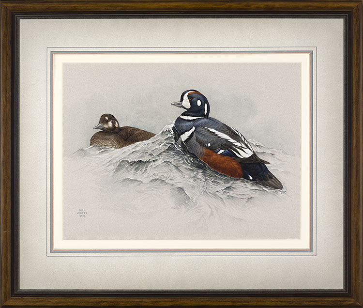 Harlequin Ducks par Martin Glen Loates