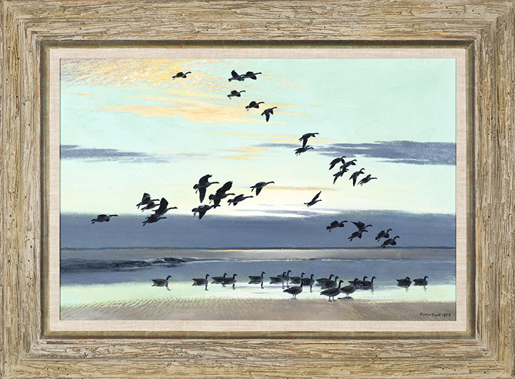 Canada Geese Coming out to the Estuary by Peter Scott
