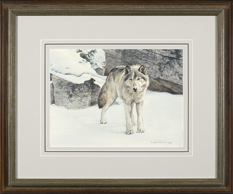 Timber Wolf, Winter by Robert Bateman