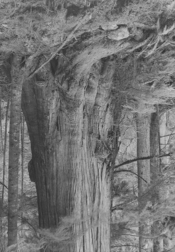 Old Growth Cedar #1 (Seymour Reservoir) by Rodney Graham vendu pour $73,250