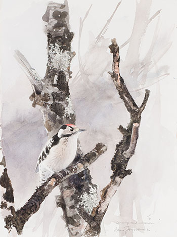 Lesser Spotted Woodpecker by Lars Jonsson sold for $1,500