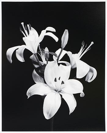 Flower Study 2 by Ward Bastian sold for $250