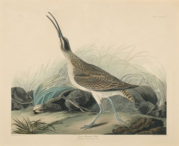 Great Esquimaux Curlew (Numenius Hudsonicus, Lath.) by After John James Audubon sold for $1,250