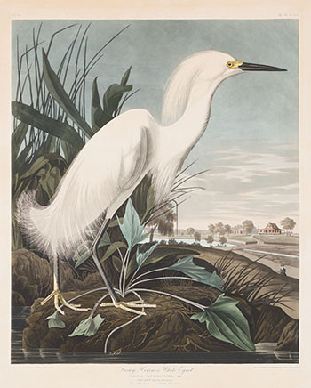 Snowy Heron or White Egret, No. 49, Plate CCXLII by After John James Audubon sold for $55,250