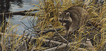 Mischief on the Prowl - Raccoon by Robert Bateman sold for $25,000