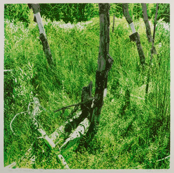 Trees in a Meadow (03464/147) by Judy Gouin vendu pour $63