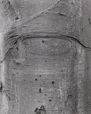 Shapes on a Tree by Jeff Wall sold for $5,313