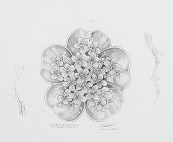 Concept Drawing—Centre Bouquet 
Final Drawing, The Ultimate Diamond Design / Étude de concept—Dessin final du bouquet central, Motif diamantaire, pièce Summum par Derek C. Wicks