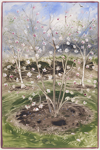Magnolia Soulangia in Bloom by David Lloyd Blackwood