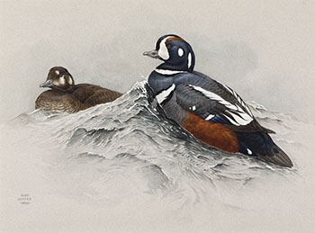 Harlequin Ducks by Martin Glen Loates