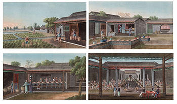 Group of Four Chinese Export 'Tea Trade' Pith Paper Paintings, Circa 1820 by  Chinese Export School