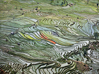 Rice Terraces #2, Western Yunnan Province, China, 2012 par Edward Burtynsky