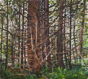 Old Growth Pacific Rim by Gordon Appelbe Smith