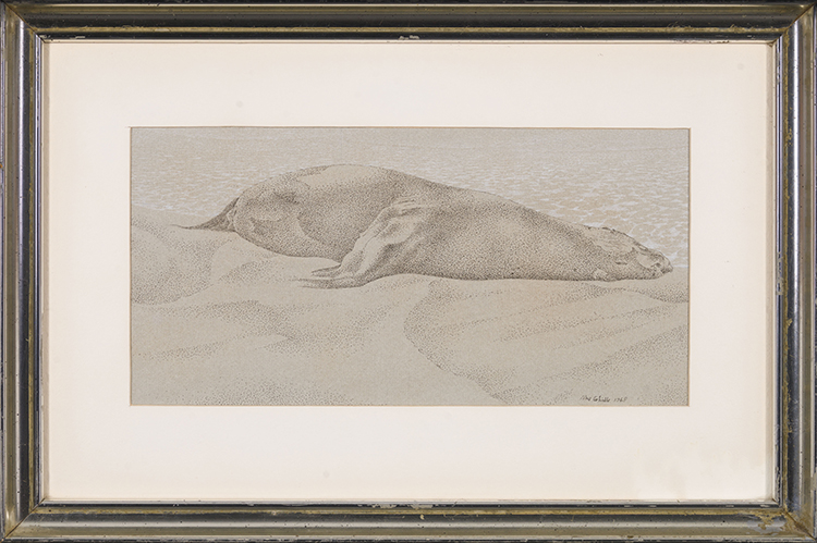 Dead Seal by Alexander Colville