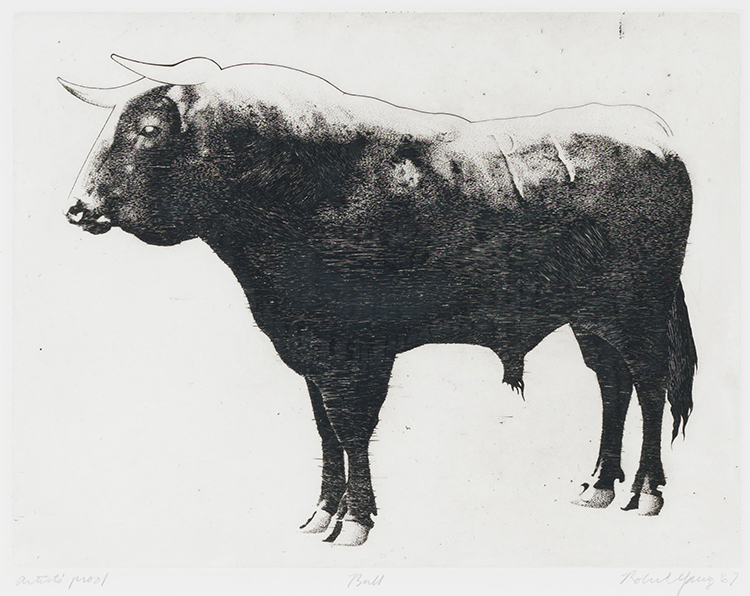 Bull by Robert Young