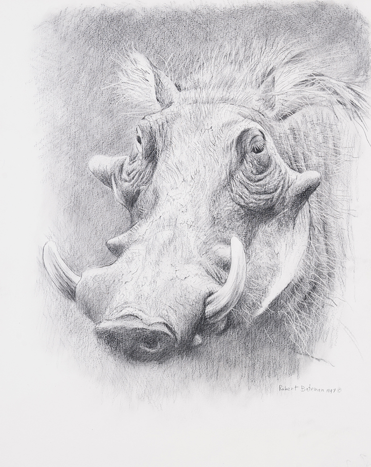Warthog par Robert Bateman
