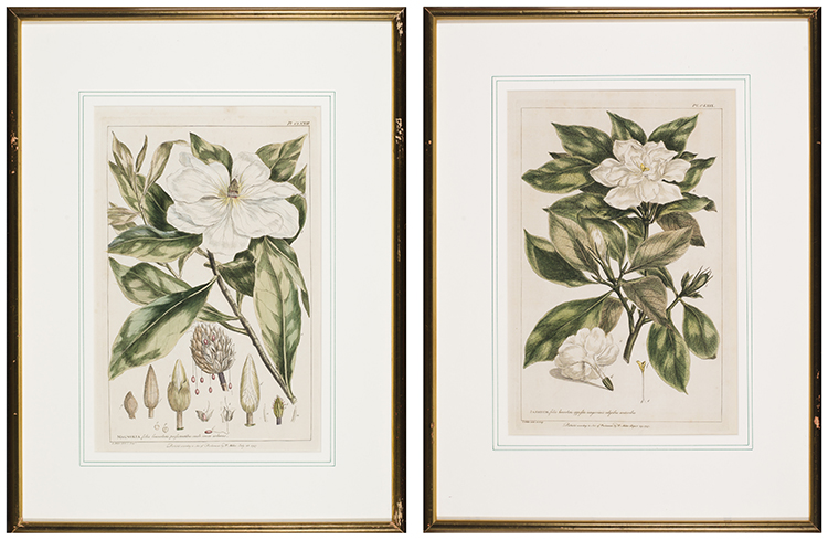 Pair of Botanical Engravings, Magnolia / Jasminum by Philip Miller