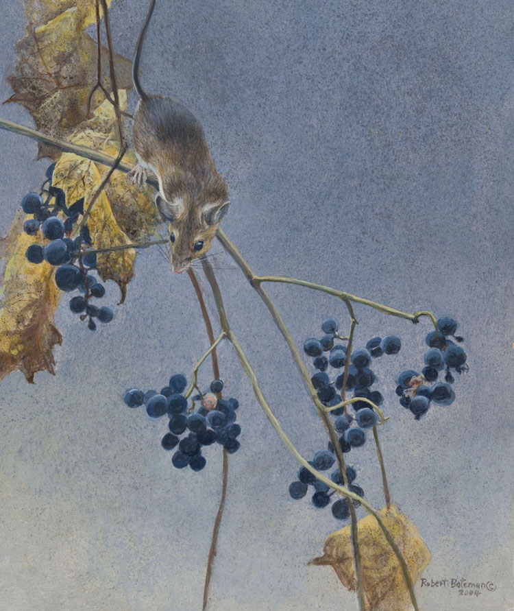Deer Mouse and Wild Grapes par Robert Bateman