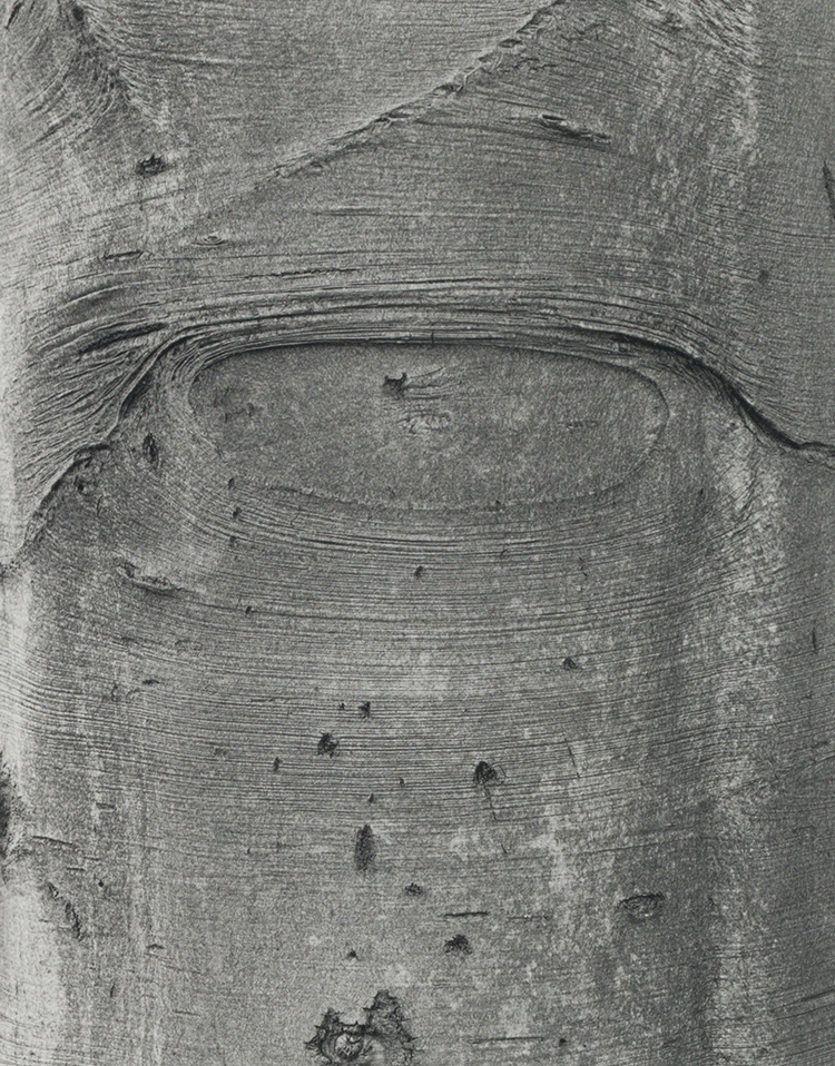 Shapes on a Tree par Jeff Wall
