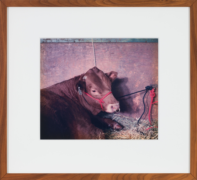 Prize Bull par Chris Gergley