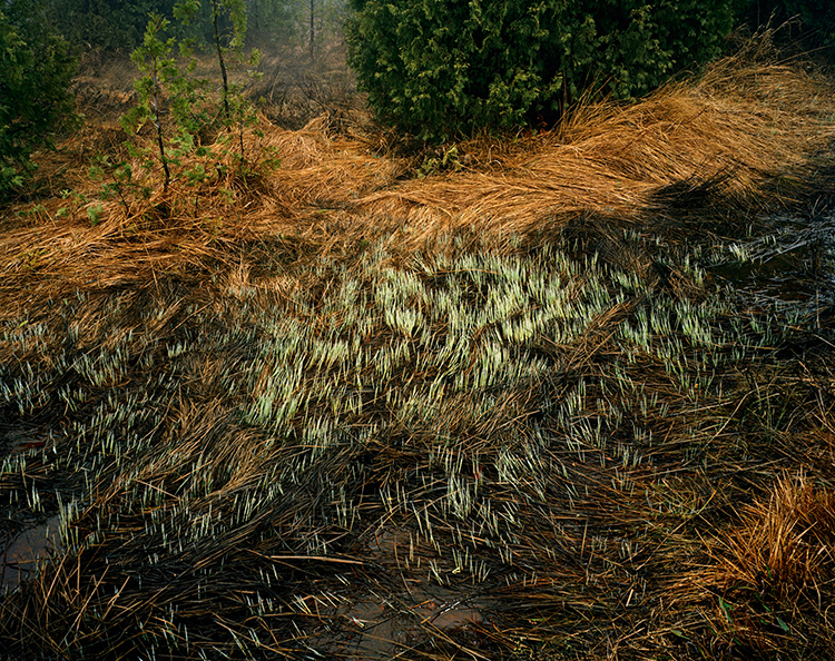 Grasses, Bruce Peninsula par Edward Burtynsky
