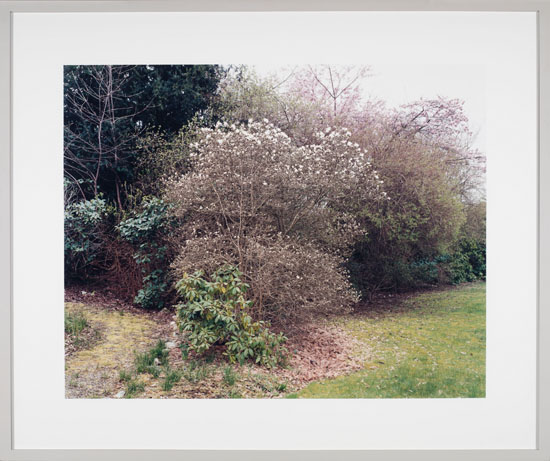 Tree Study: Magnolia Stelliata, Prunus Cerasifera par Scott McFarland