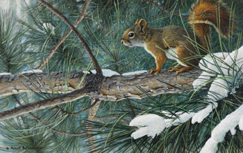 Red Squirrel by Robert Bateman sold for $41,300