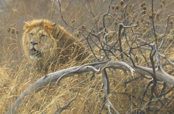 Lions in the Grass by Robert Bateman sold for $32,450