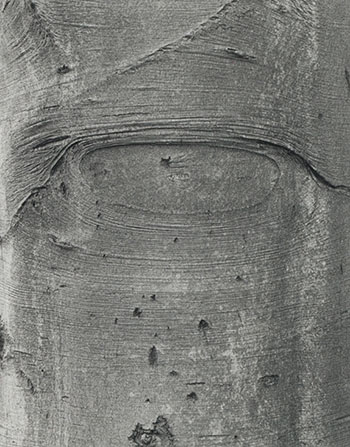 Shapes on a Tree by Jeff Wall sold for $4,688